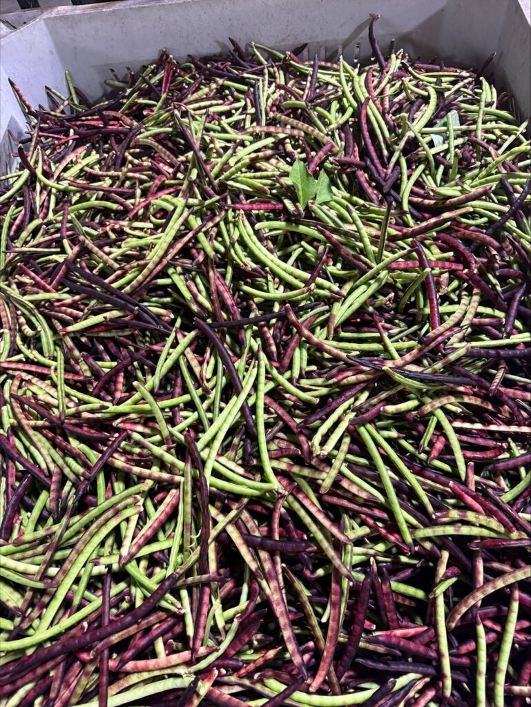 Pink eye purple hull peas grown at Moore Farms Manor