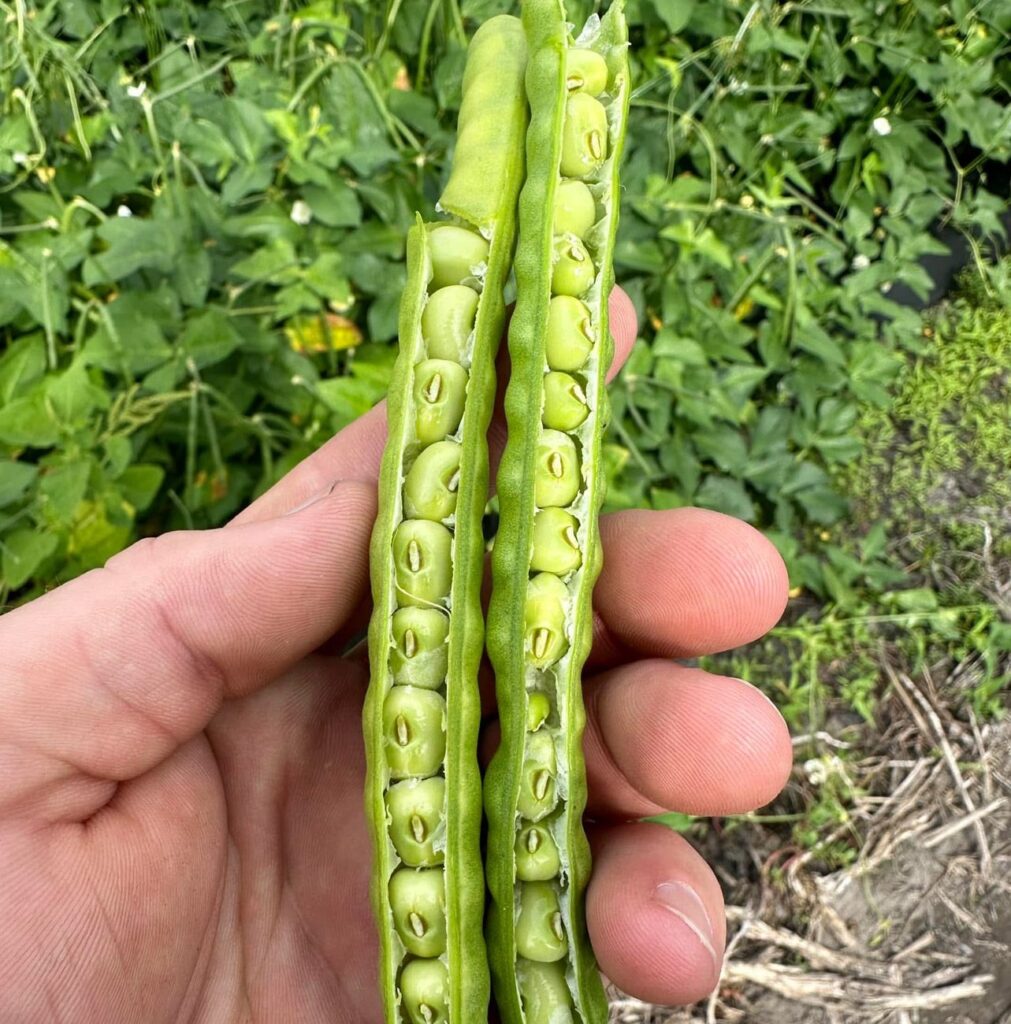 Fresh zipper peas grown at Moore Farms Manor